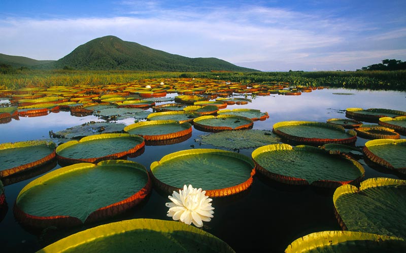 Pantanal-brasile