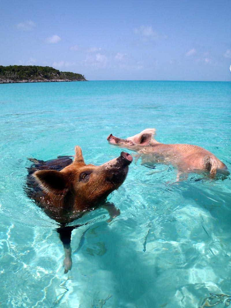 pig-beach-bahamas-(2)