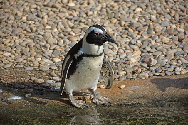 pinguini-10