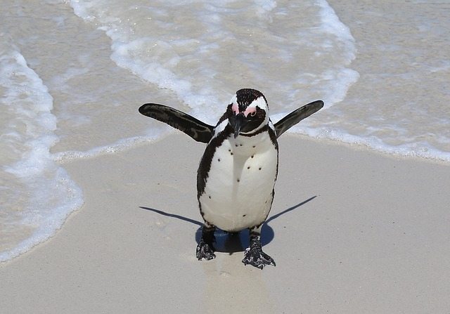 pinguini-15