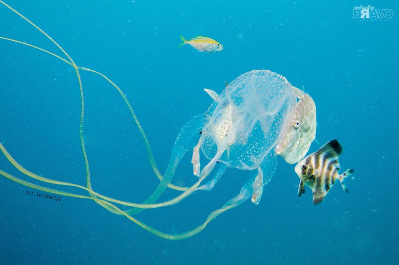 Nord-Australia-meduse