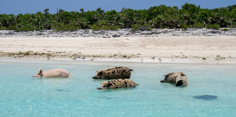 pig-beach-bahamas-(3)